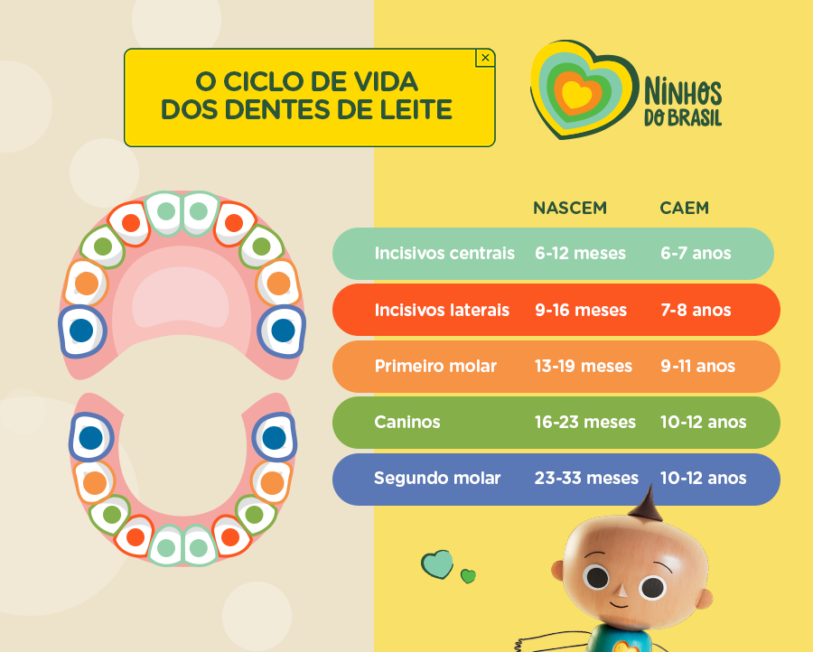 Arte didática mostrando o ciclo de vida dos dentes de leite.